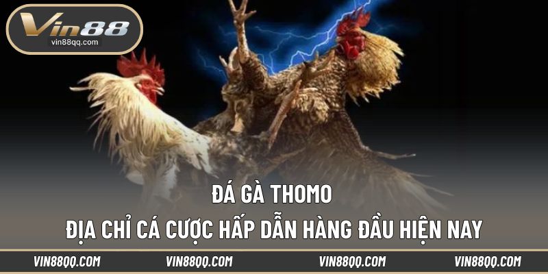 Đá Gà Thomo
