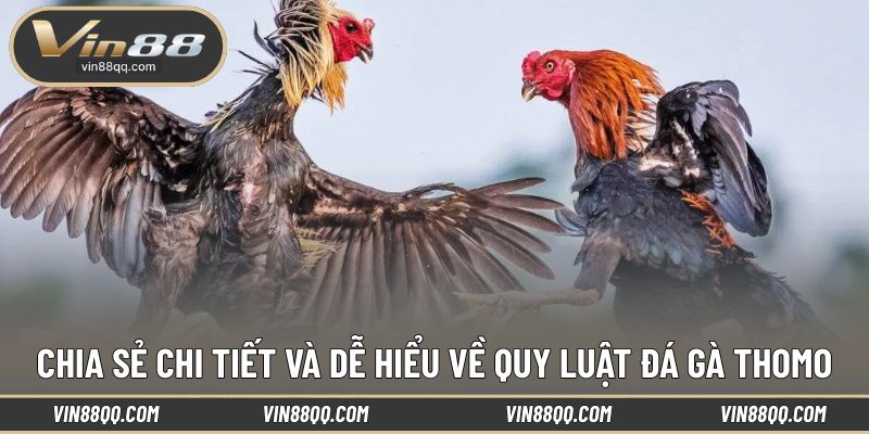 Hệ thống luật đá gà Thomo rõ ràng và đảm bảo công bằng