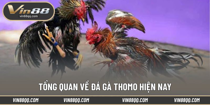 Hình thức giải trí đá gà Thomo được nhiều người yêu thích