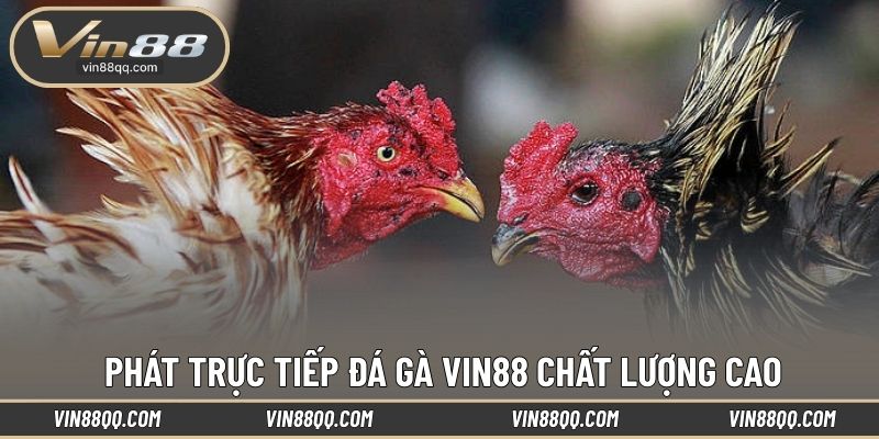 Phát trực tiếp đá gà VIN88 chất lượng cao